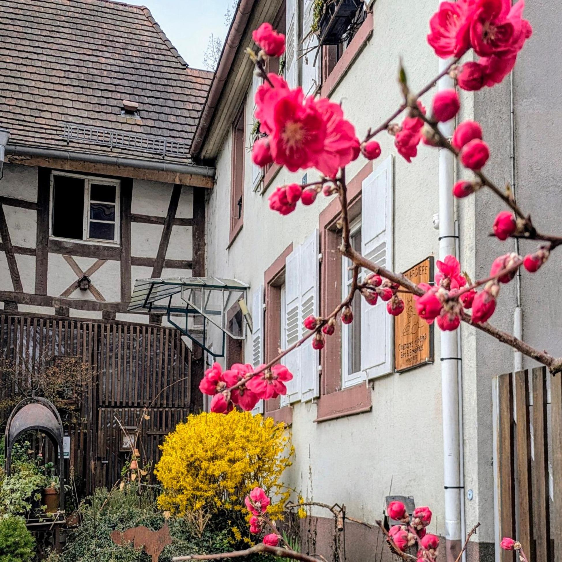 La Renardiere Reichshoffen Exteriér fotografie